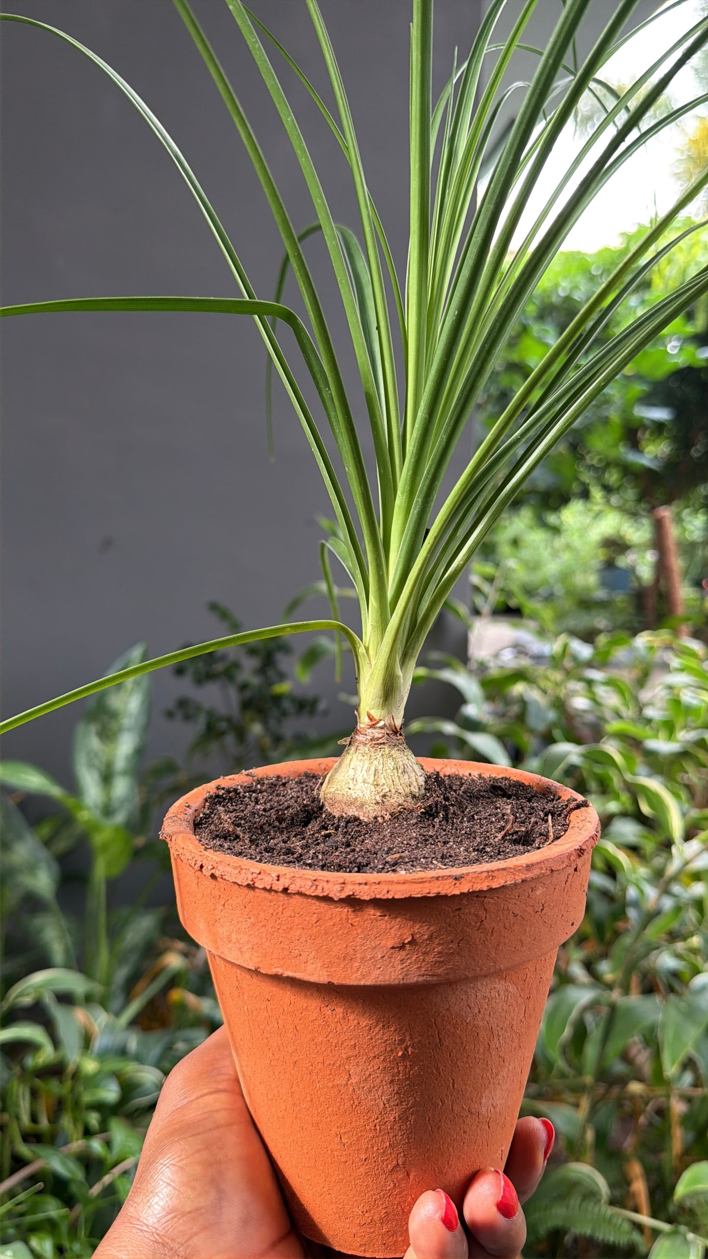 Mini Pony tail palm