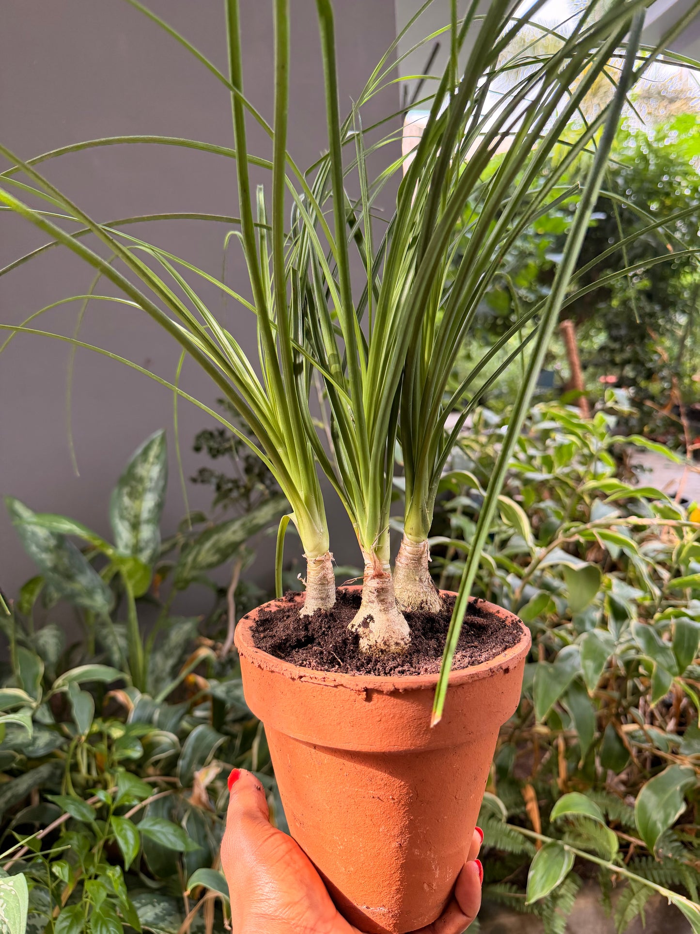 Mini Pony tail palm