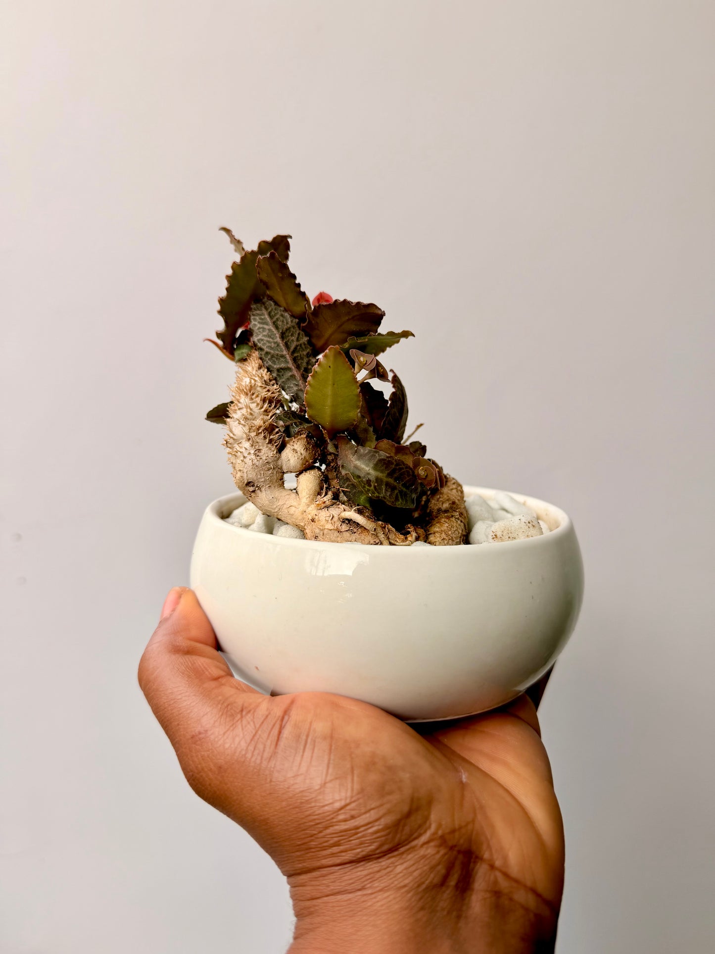 Euphorbia Francoisii