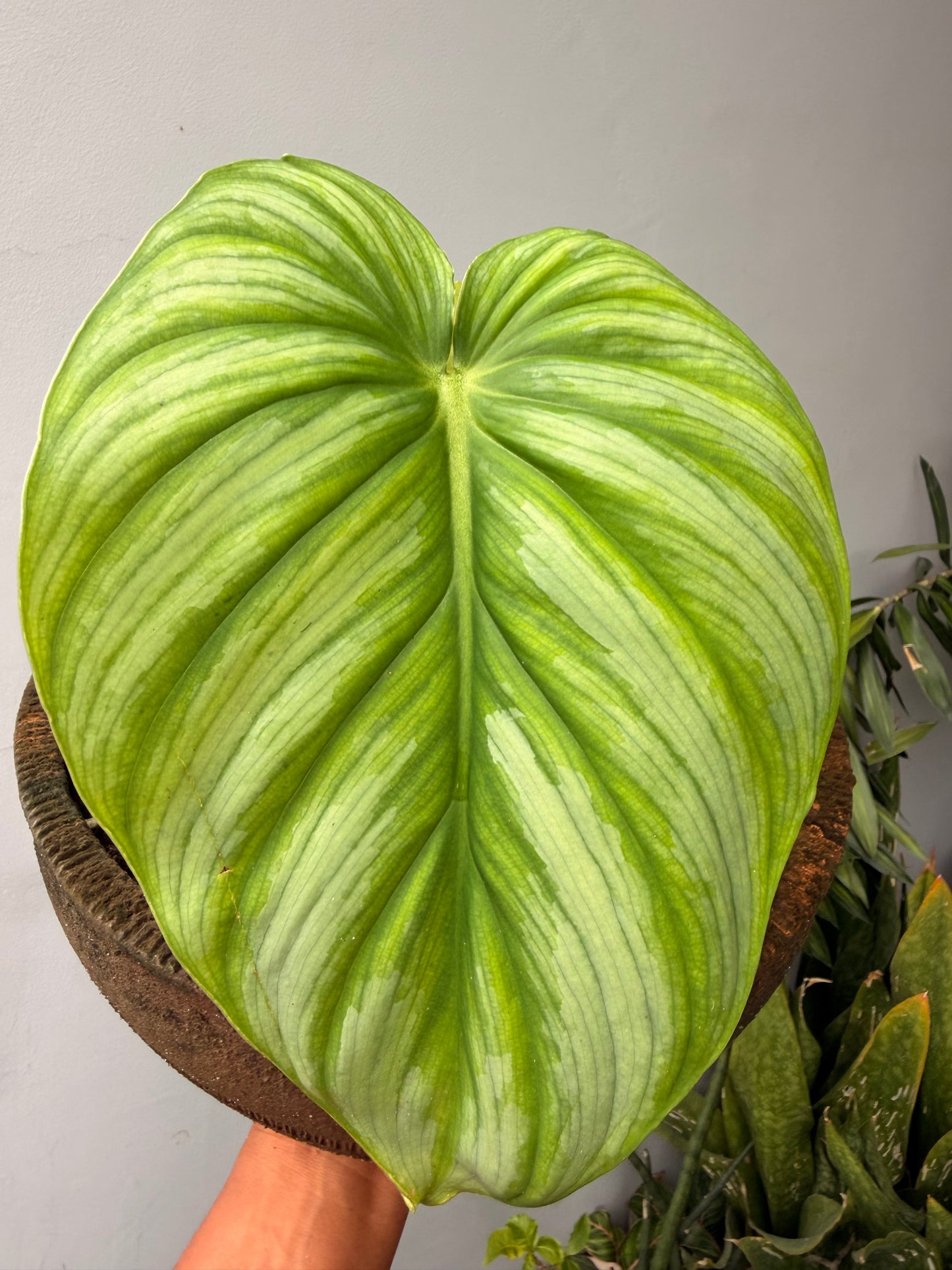 Philodendron Plowmanii Silver