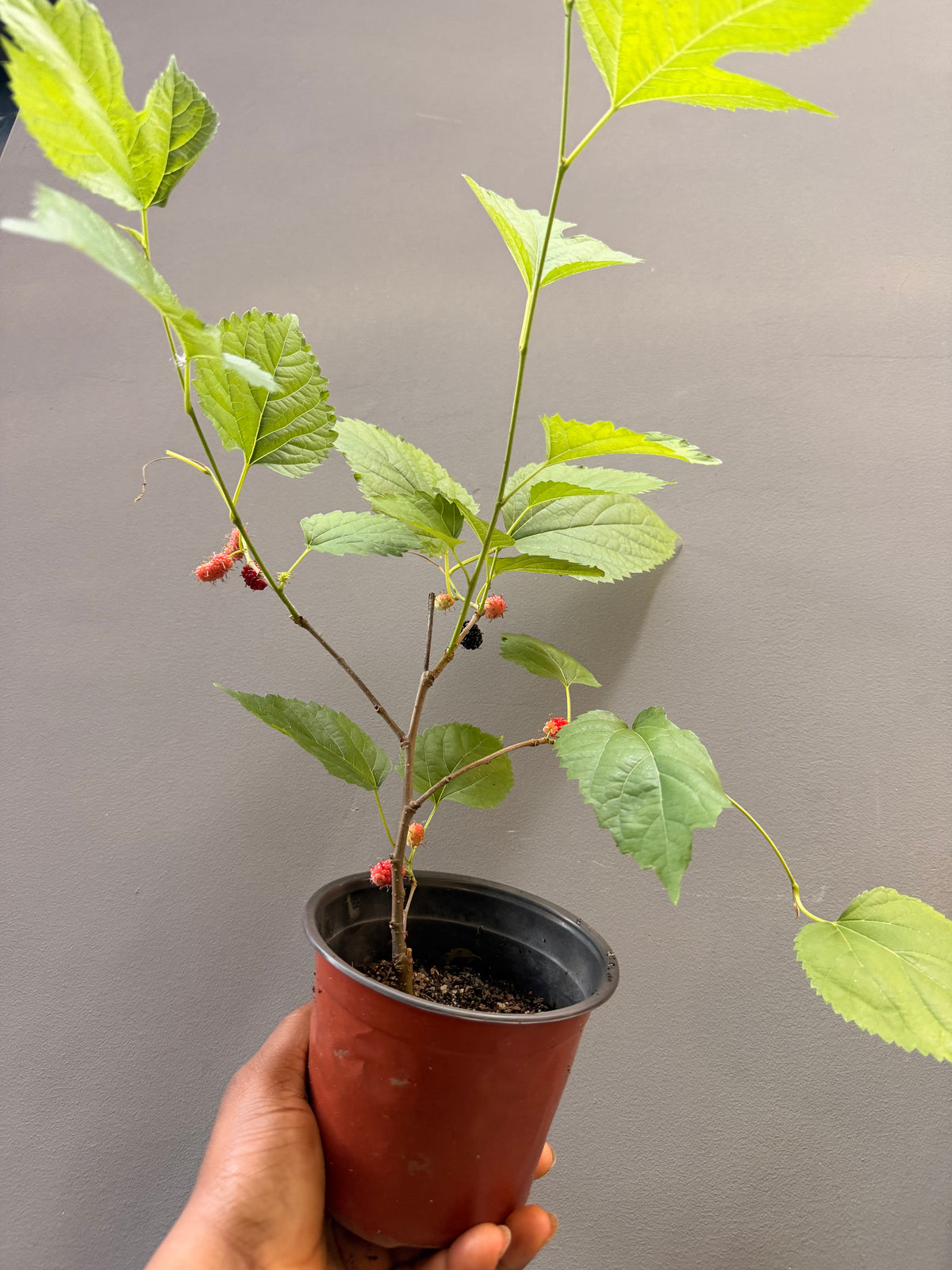 Mulberry
