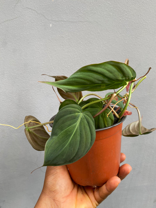 Philodendron Micans