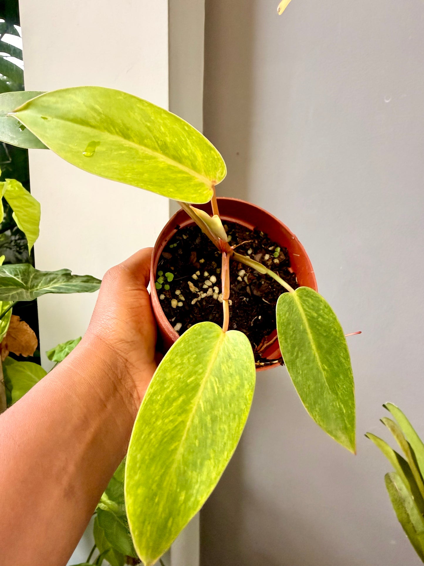 Plant combo set 1