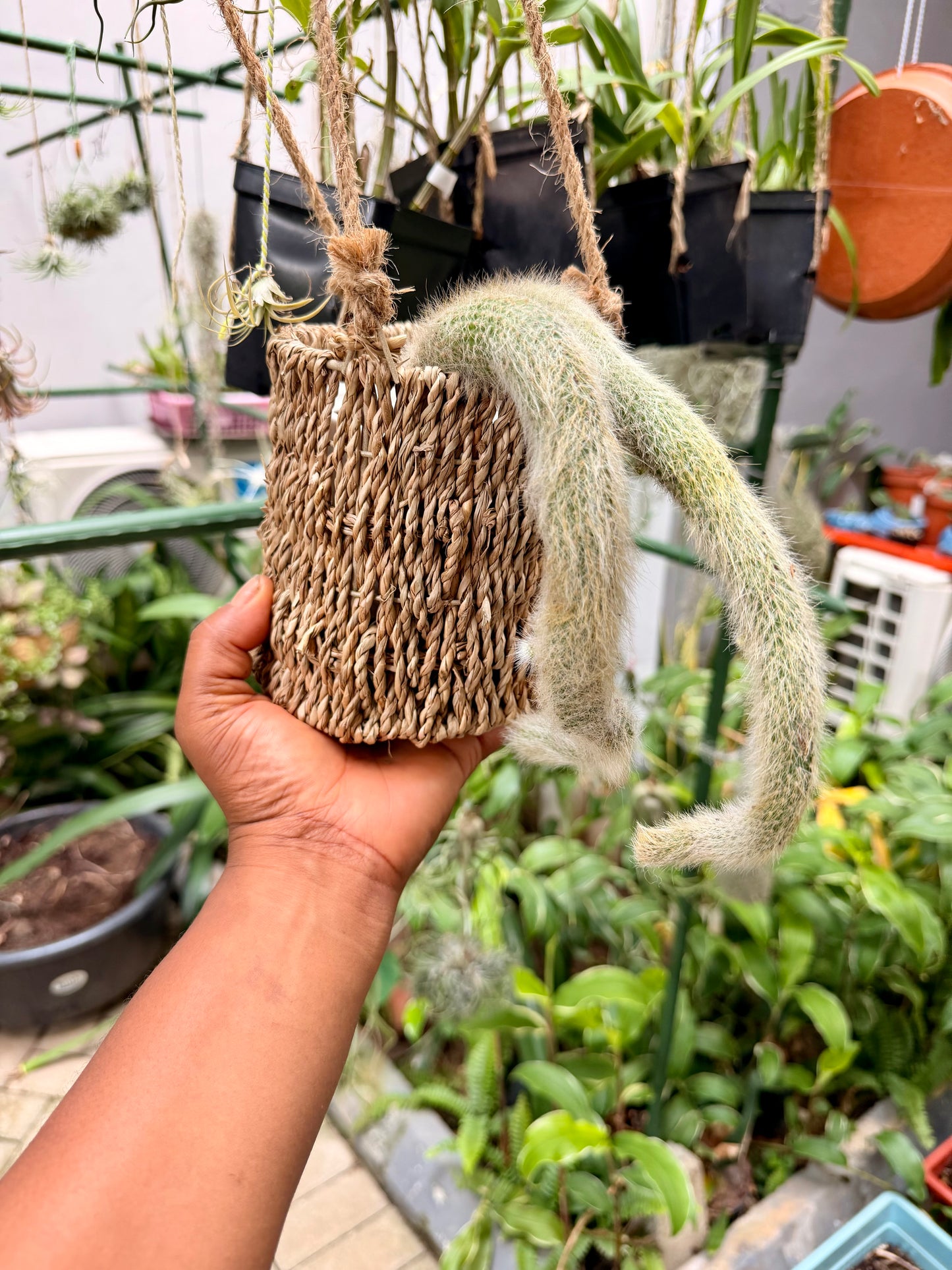Monkey Tail Cactus