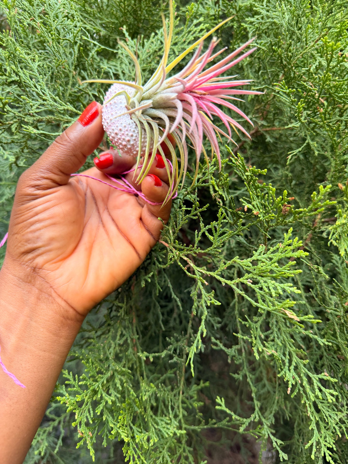 Tillandsia ionantha 'Rubra(in a decorative shell)