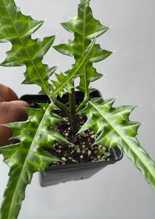 Acanthus montanus(Mountain thistle)