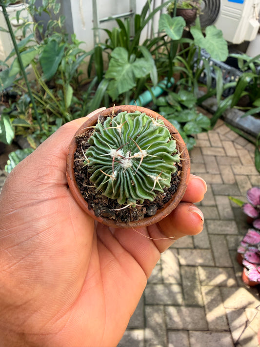 Brain Cactus(Stenocactus multicostatus)