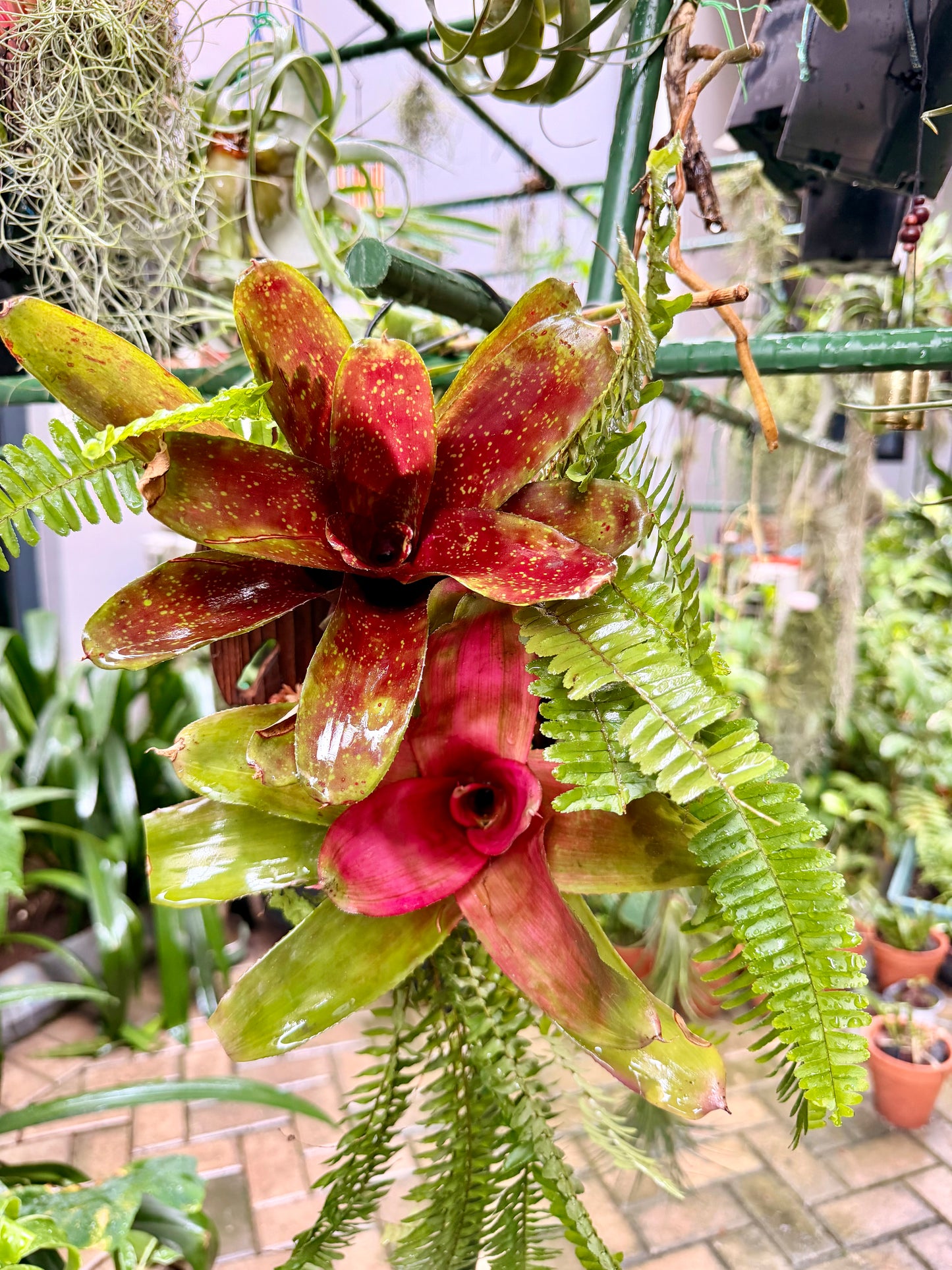 Bromeliad-Boston fern hanging display