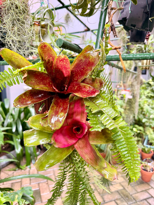 Bromeliad-Boston fern hanging display