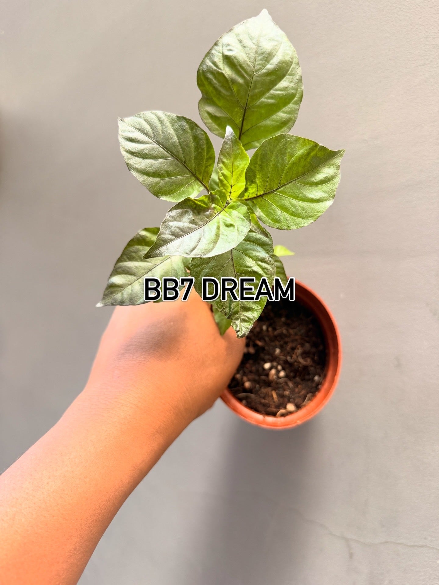 7 Pot Bubble gum x Armageddon Seedling