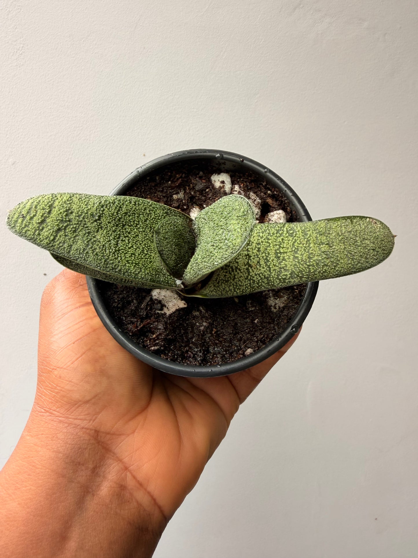 Gasteria Batesiana Barberton