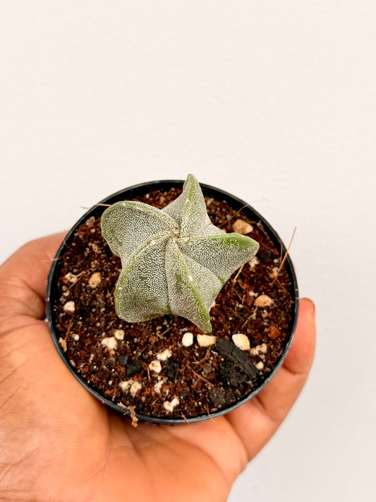 Bishop's Cap Cactus (Astrophytum myriostigma)