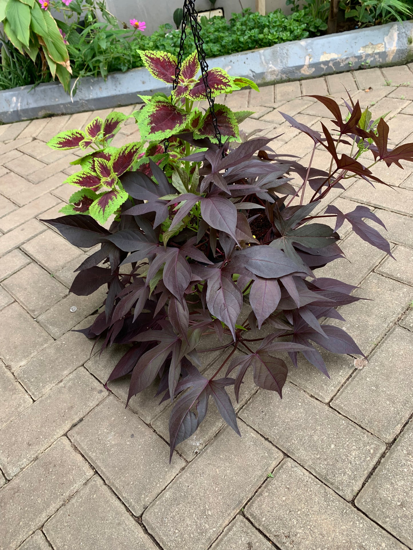 Hanging plant(ornamental sweet potato vine + Coleus)
