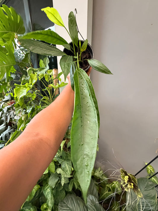 Anthurium Big bill