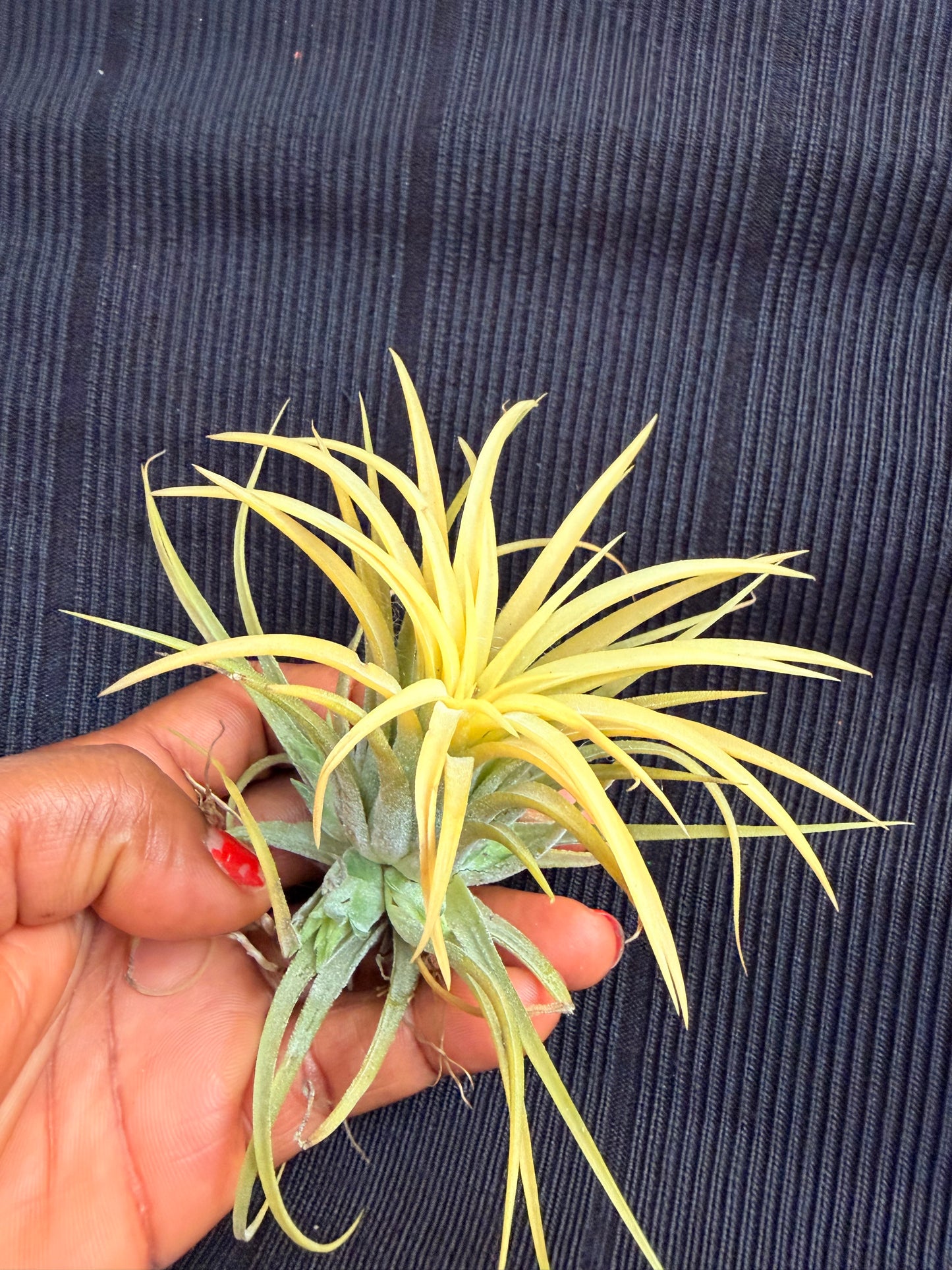 Tillandsia ionantha 'Druid'(in a decorative shell)