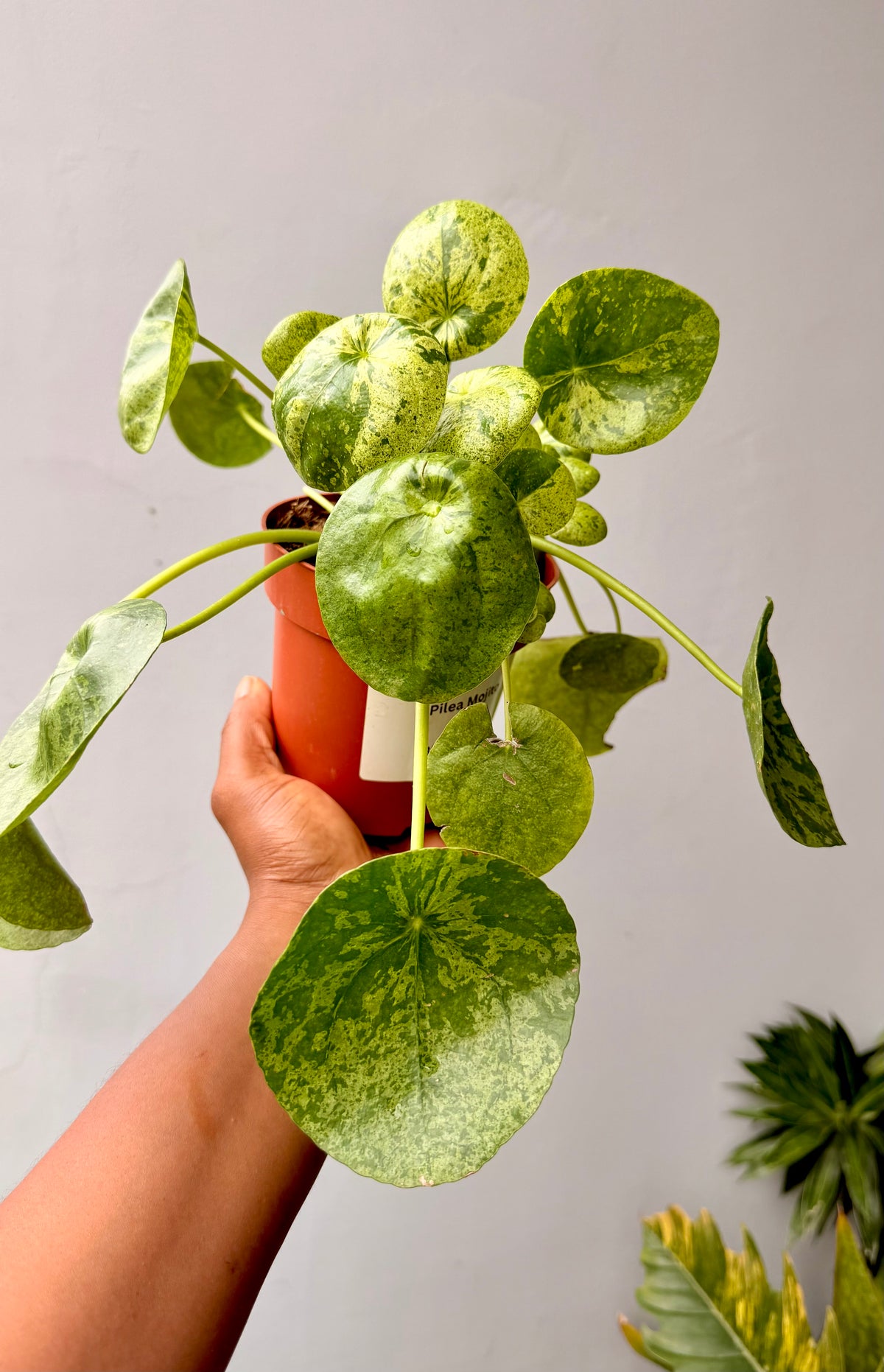 Pilea Mojito