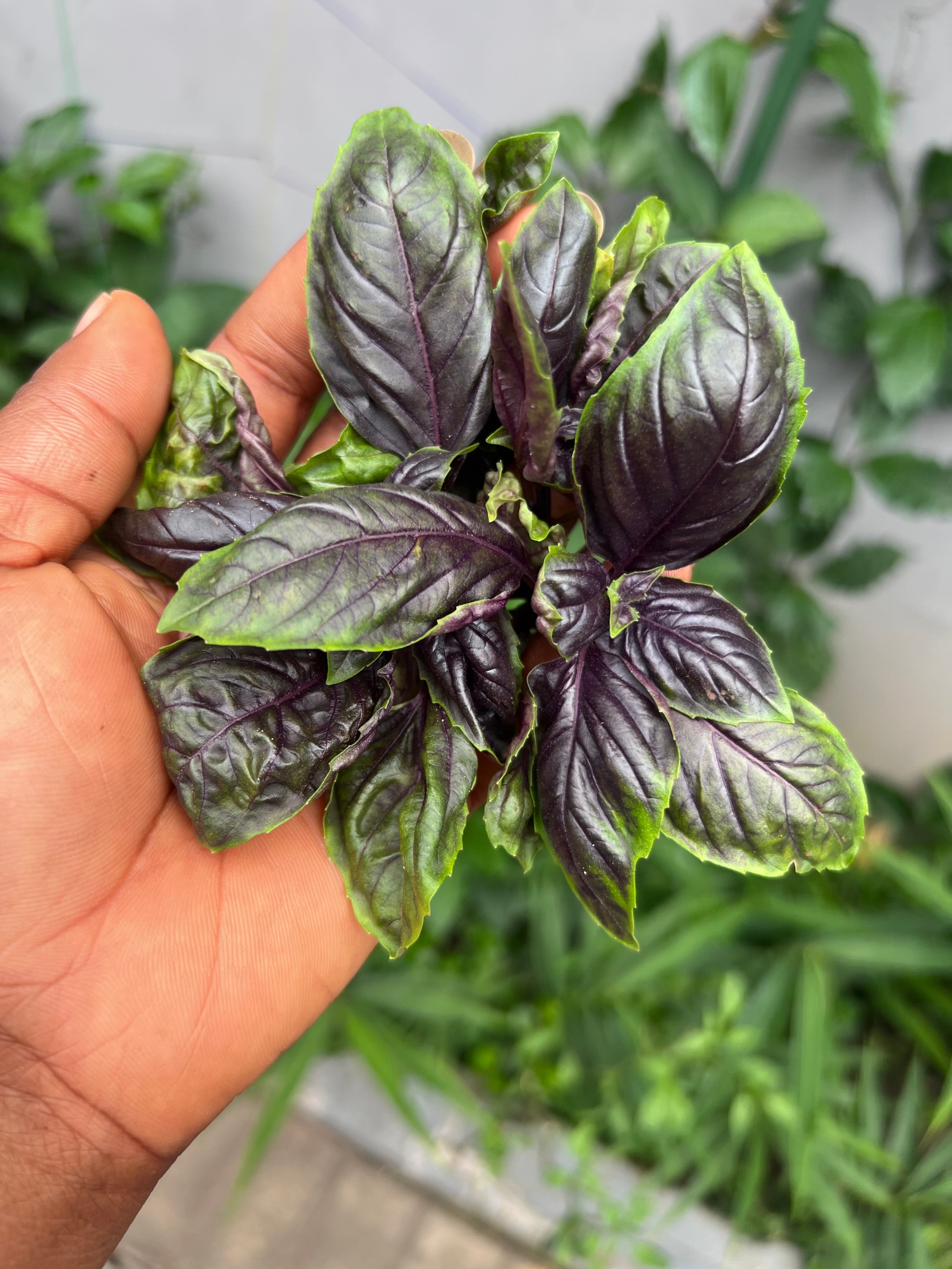 Dark Opal Basil Seeds – Purple Herb – ~50 Seeds – USA Seller