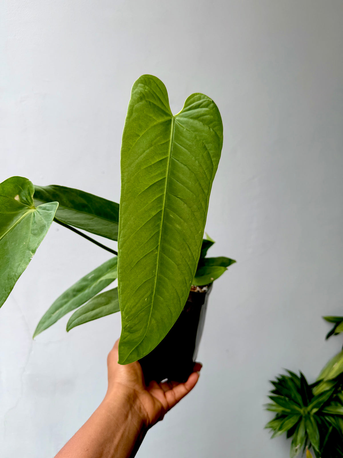 Anthurium Panamense