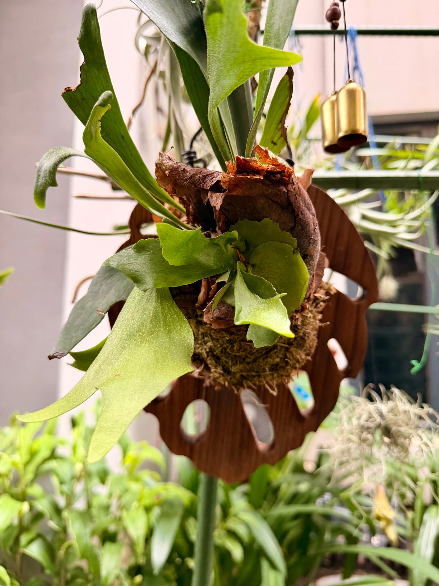 Staghorn/Antler fern
