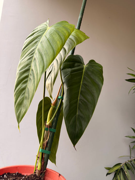 Philodendron Esmeralda Spirit Narrow