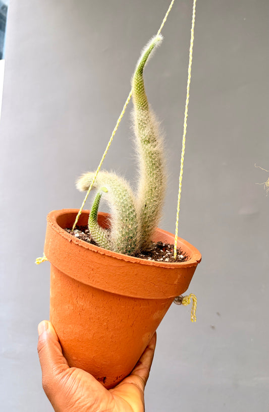 Monkey Tail Cactus