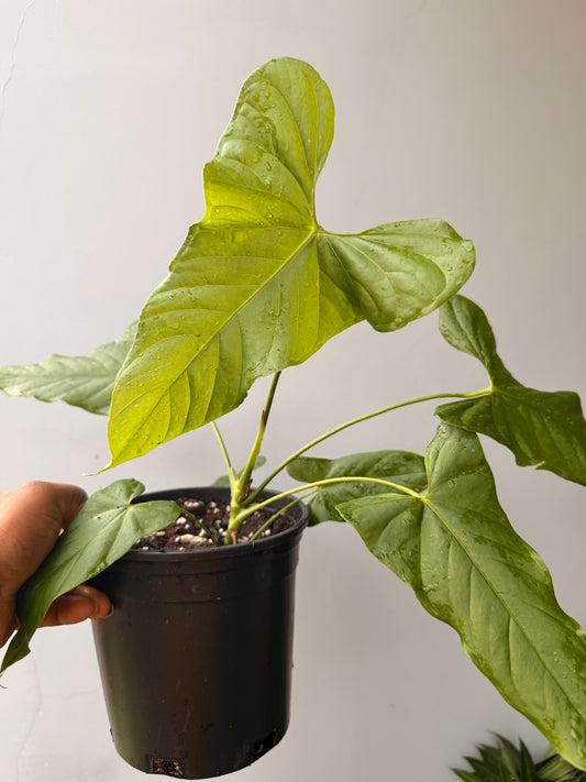 Anthurium Balaoanum