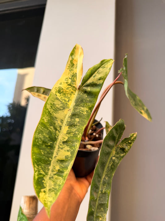 Variegated Philodendron billietiae