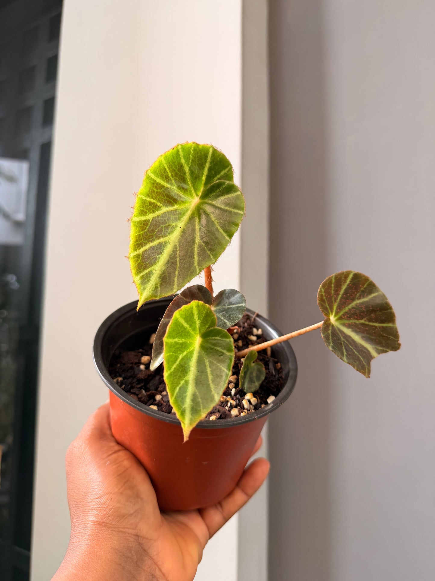 Begonia chingipengii