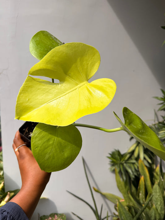Monstera Golden compacta