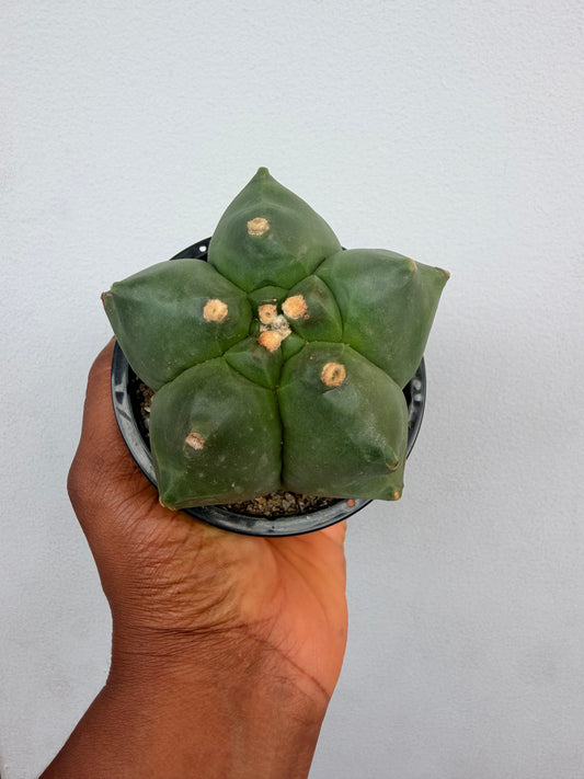 Astrophytum Myriostigma Kiko