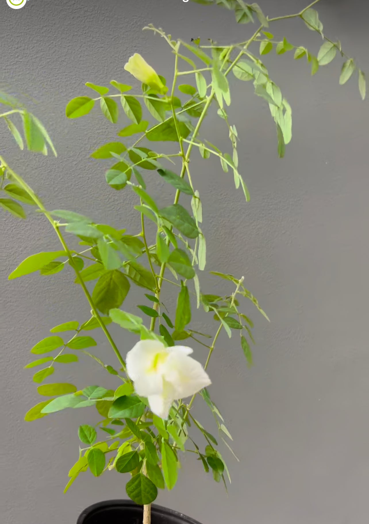 Butterfly Pea Seedling