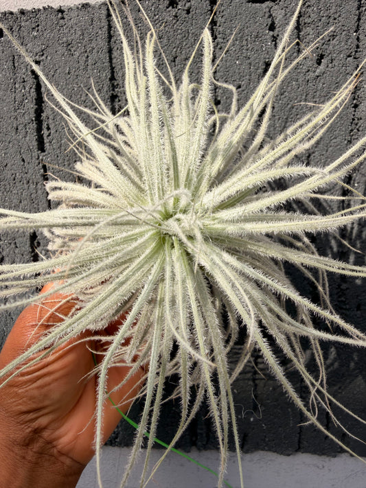 Tillandsia Tectorum Ecuador
