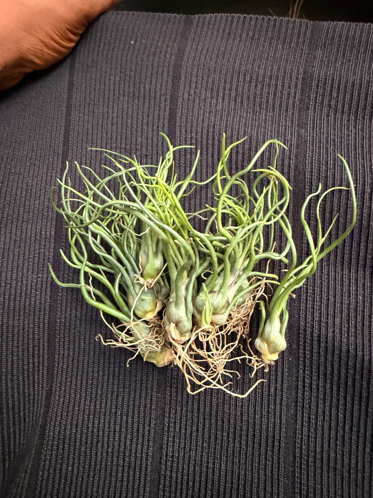 Tillandsia Bulbosa