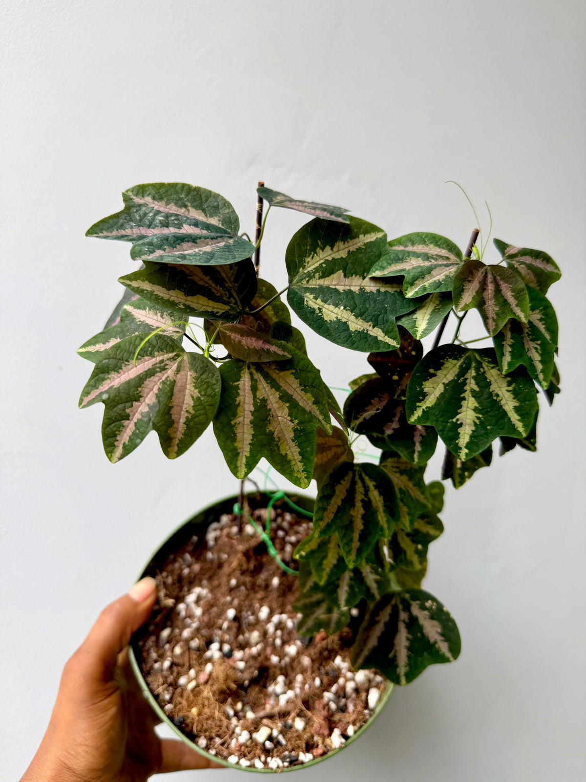 Passiflora Trifasciata