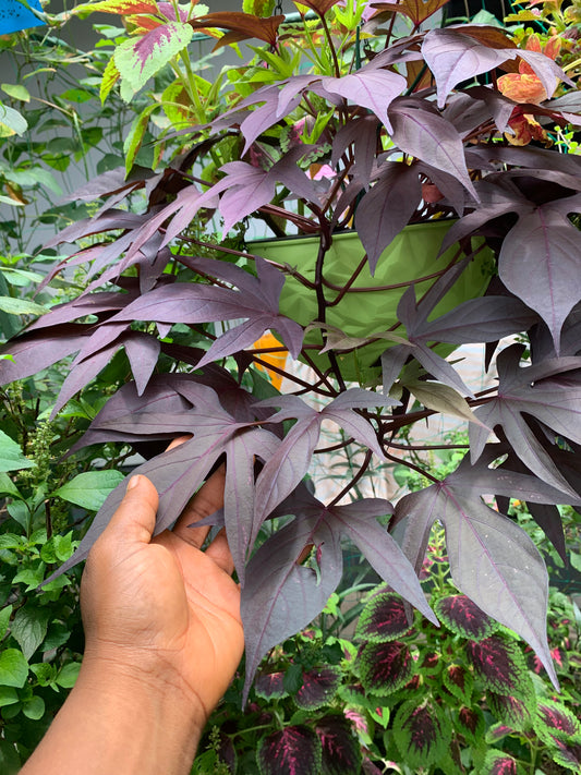 Hanging plant(ornamental sweet potato vine + Coleus)