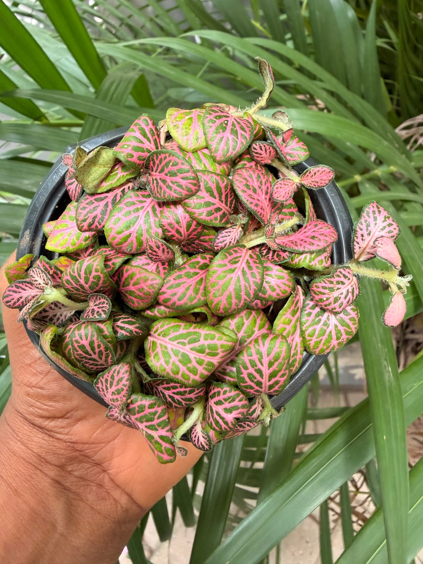 Fittonia