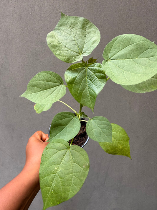 Cotton plant seedling