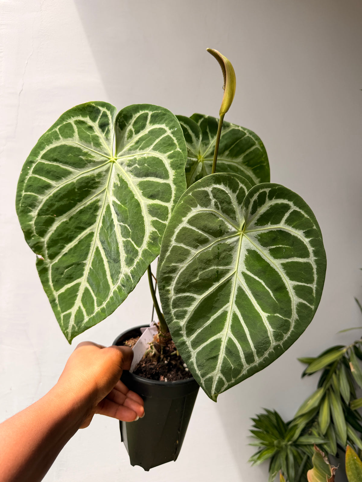 Anthurium Dorayaki