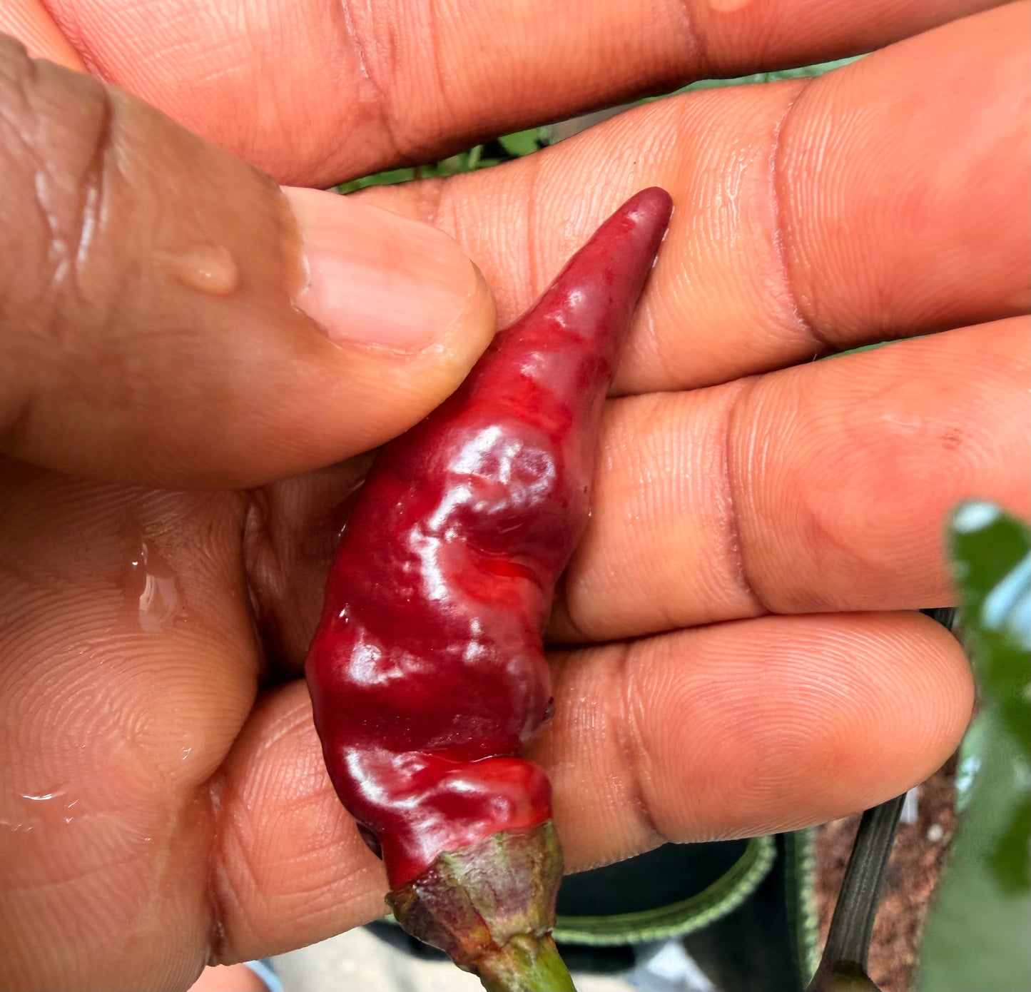 (Seeds) Bubble Gum 7 pot Dream