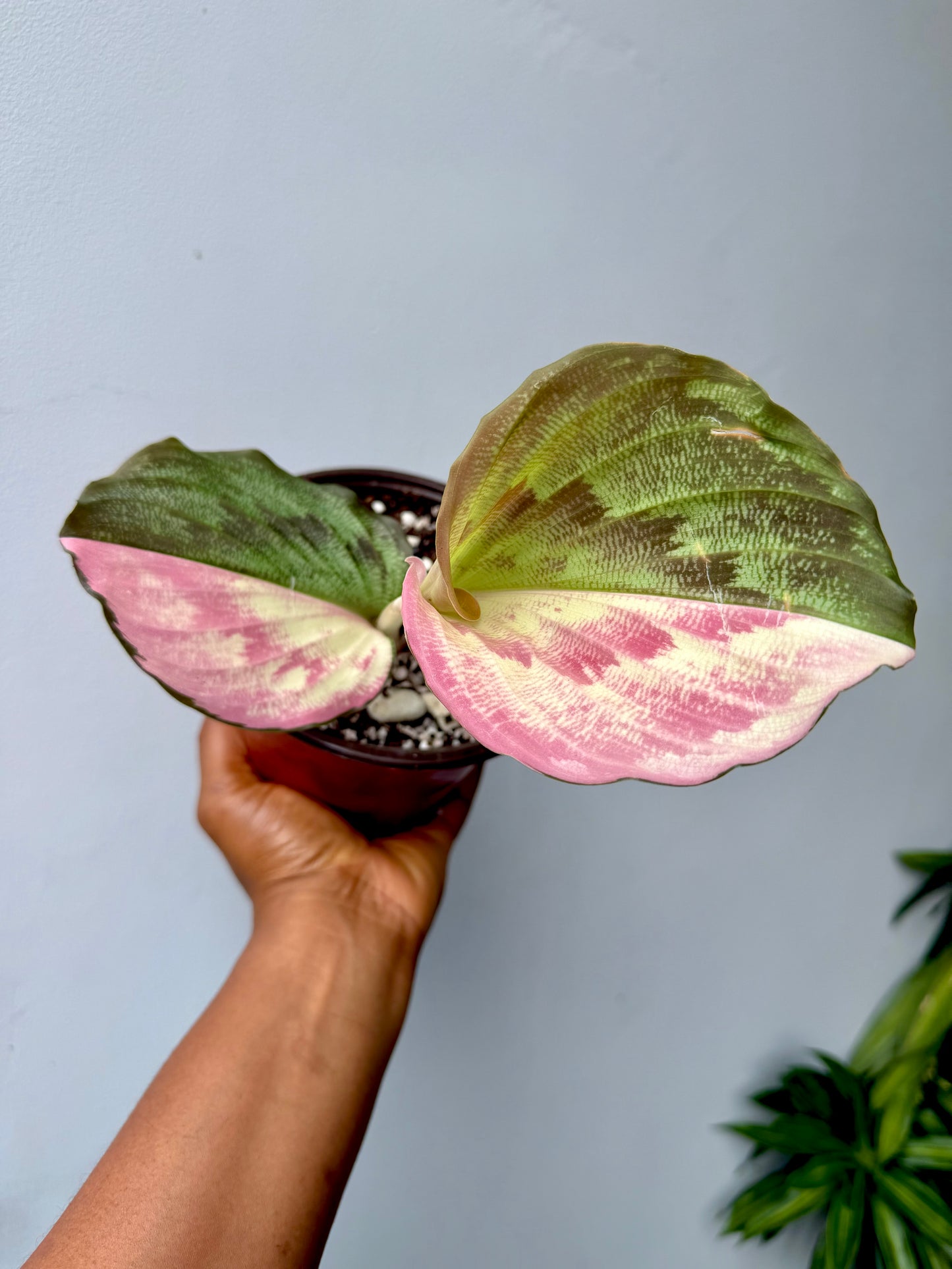 Kaemferia Pulchra Variegated ‘cheesecake’