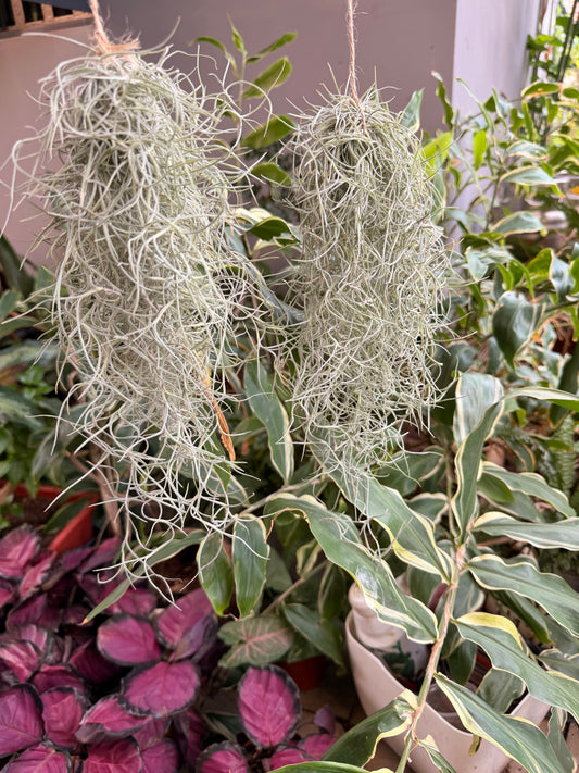 Spanish Moss