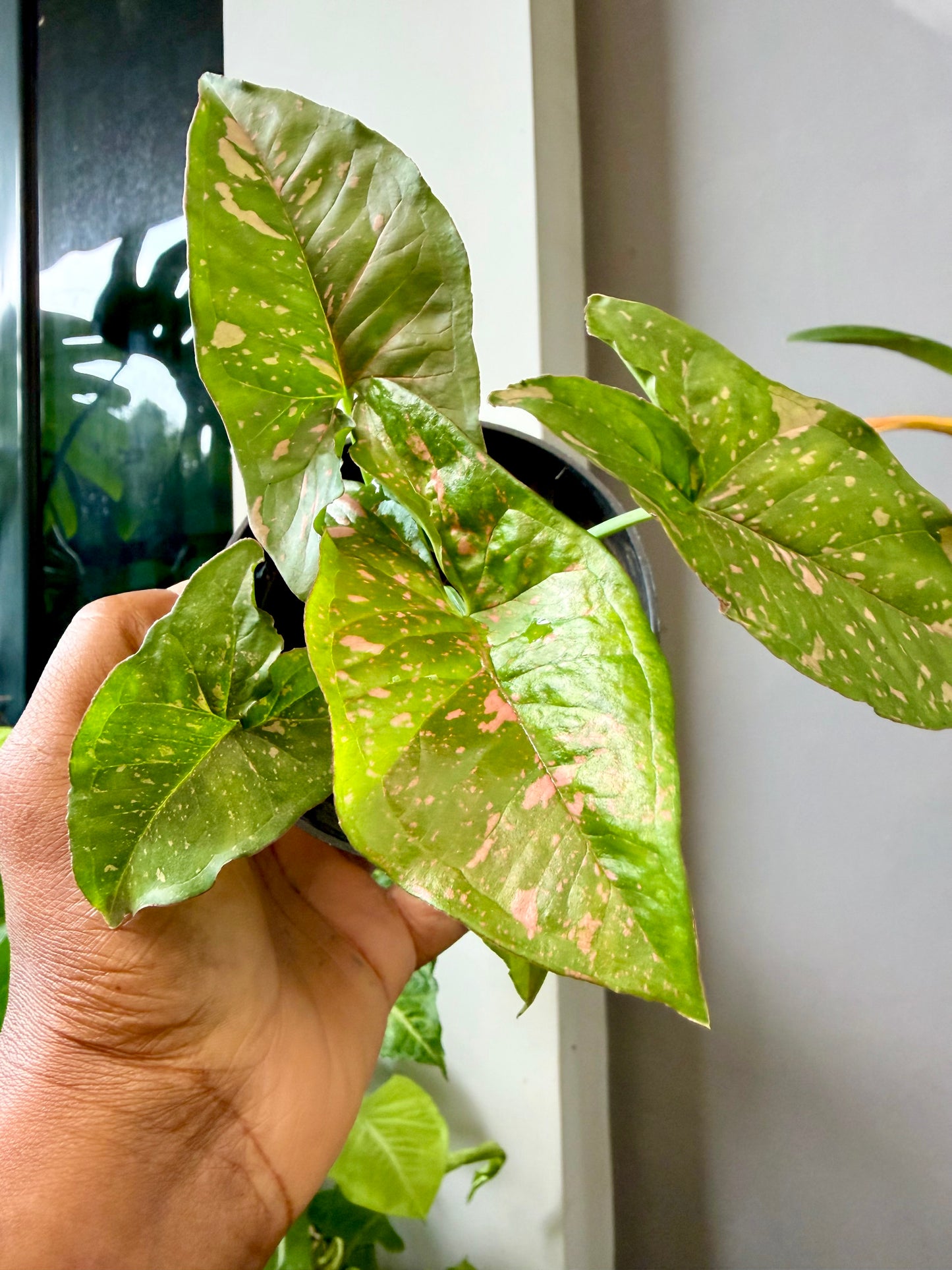 Plant combo set 2