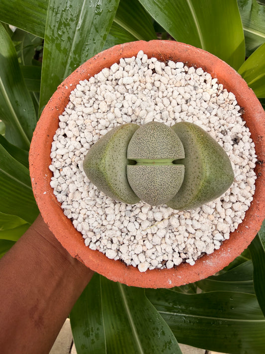 Pleiospilos nelli(split rock)