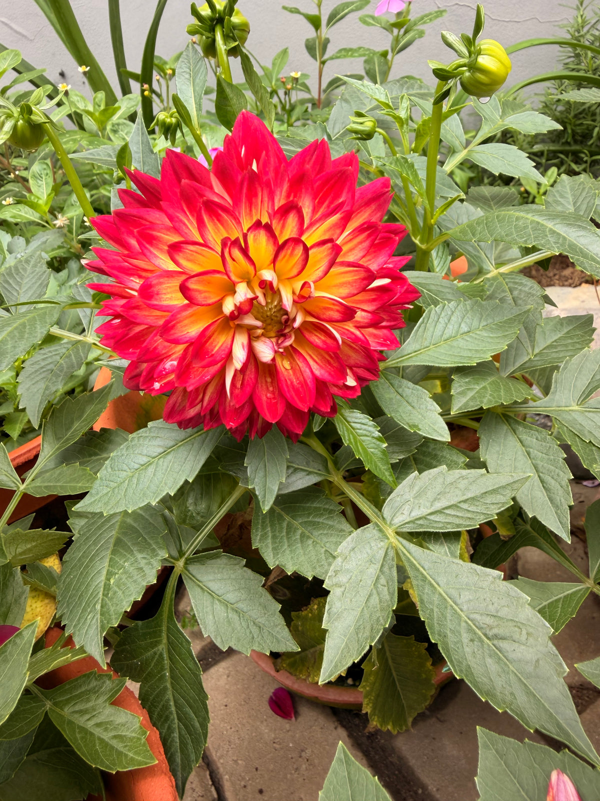 Dahlia