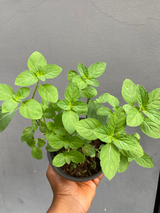 Menthol mint