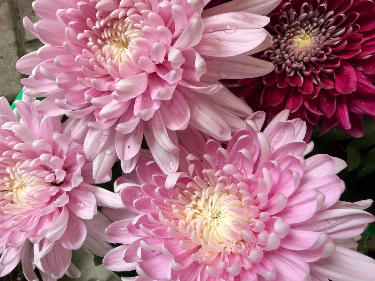 Chrysanthemum Supernova