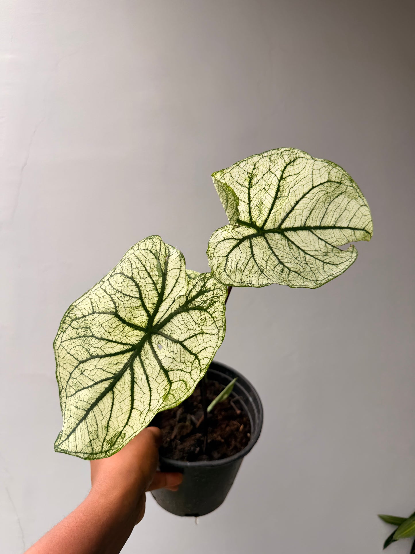 Caladium