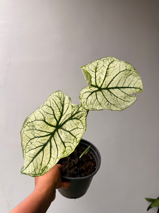 Caladium