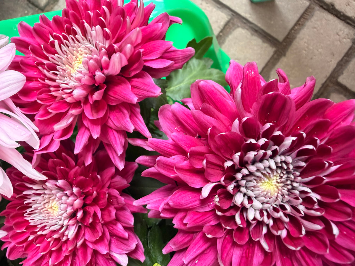 Chrysanthemum Supernova