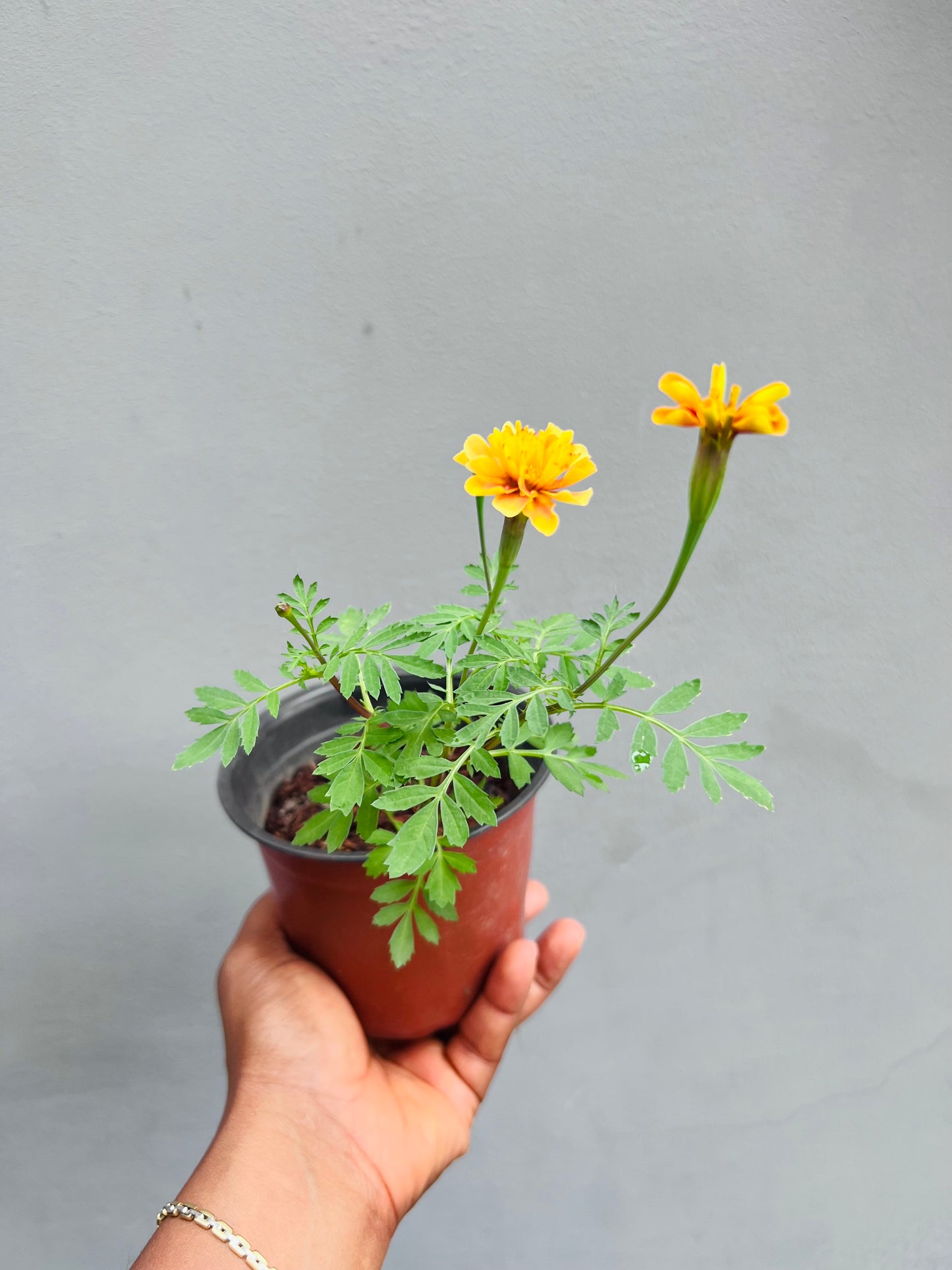 Marigold Seedling(strawberry blonde)